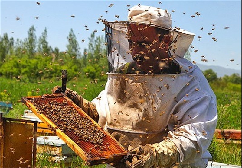 افزايش 3 برابري توليد عسل در استان بوشهر