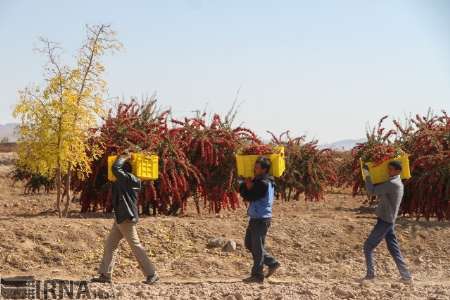 صادرات زرشك خراسان جنوبي به 30 كشور دنيا