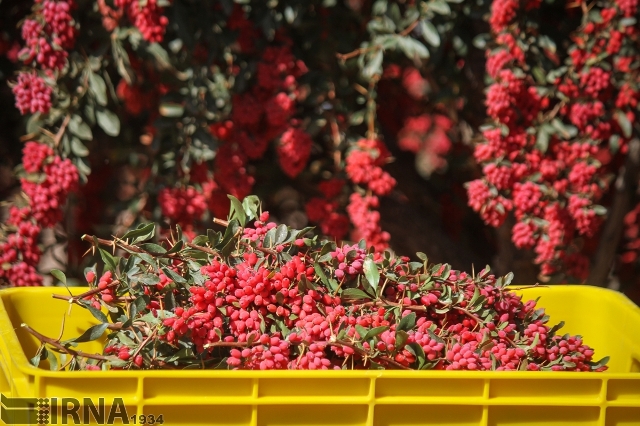 South Khorasan exports barberry to 30 countries