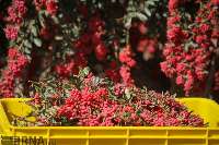 South Khorasan exports barberry to 30 countries