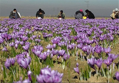 افزايش سطح كشت زعفران در خواف