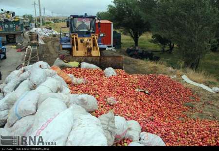 زخم بازار سیب بر دستان باغداران اهر