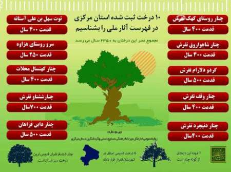 10 درخت كهنسال استان مركزي در فهرست آثار ملي ثبت شد