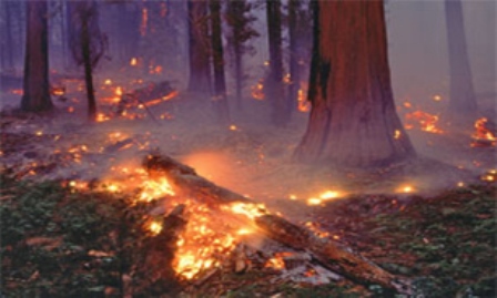 15 هكتار از جنگل هاي شهرستان نكا در آتش سوخت