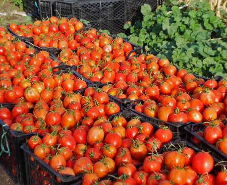برداشت 112 هزار تن گوجه فرنگي در خراسان شمالي