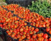 برداشت 112 هزار تن گوجه فرنگي در خراسان شمالي