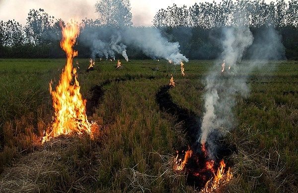 سوزاندن بقایای شلتوك سلامت ساكنان لنجان را به خطر می اندازد
