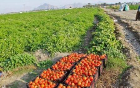 چهار هزار و 518 هكتار زمين در دشتي بوشهر زير كشت گوجه ‌فرنگي رفت