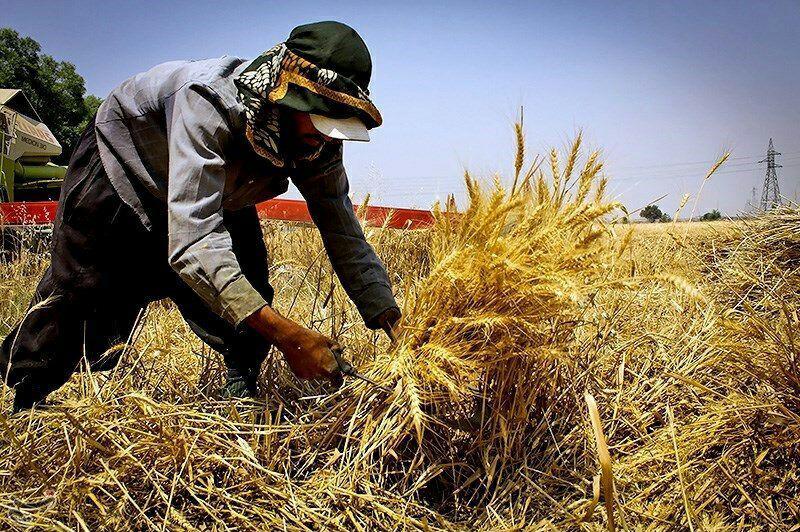 10 تن بذر گندم در ميان كشاورزان شهرستان سياهكل توزيع شد