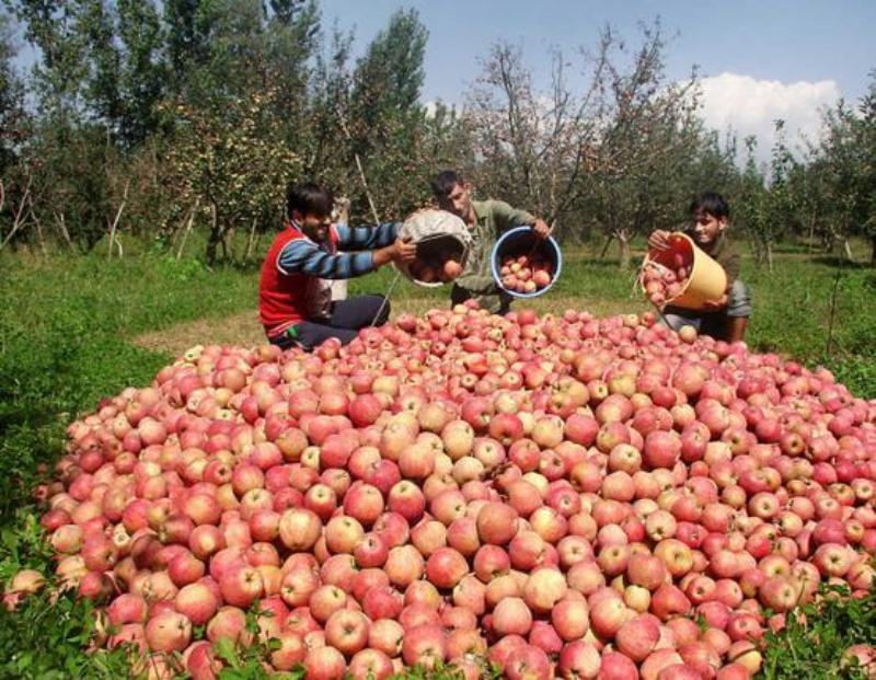 برداشت و نگهداری نامناسب سیب، صادرات آن را 79 درصد كاهش داد