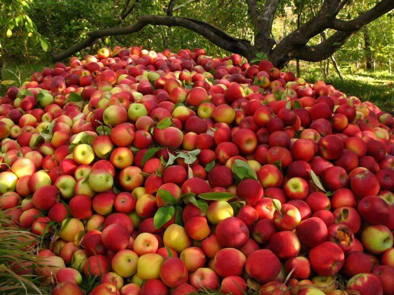 مقام وزارت جهاد كشاورزی: صادركنندگان سیب مشوق صادراتی دریافت می كنند