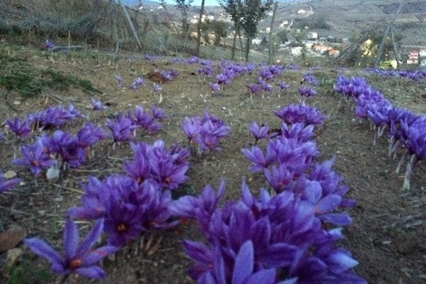 آغاز برداشت گل زعفران در شهرستان سلسله