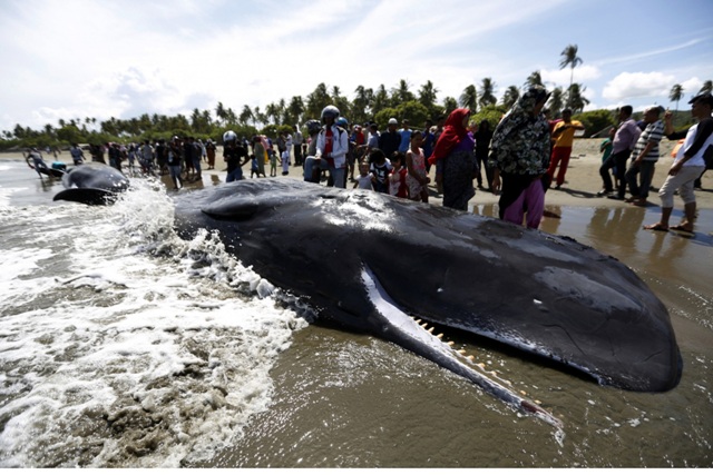 خودكشی گروهی نهنگ ها درسواحل آچه اندونزی