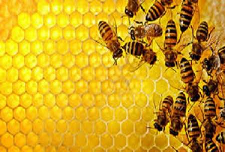 توليد بيش از 1800 تن عسل در خراسان رضوي