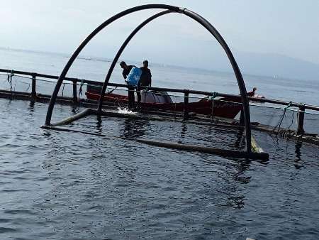 افزایش 500 درصدی ظرفیت پرورش قفسی ماهی در مازندران