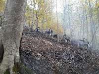 آتش 15هكتار از جنگل های تنكابن را سوزاند