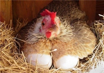 تقاضای فصل سرد، مرغ و تخم مرغ را گران كرد