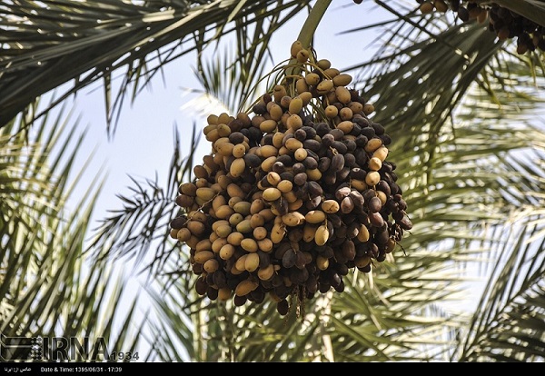 به دنبال توقف پروژه انتقال آب از سرشاخه هاي كارون به باغات پسته رفسنجان هستيم