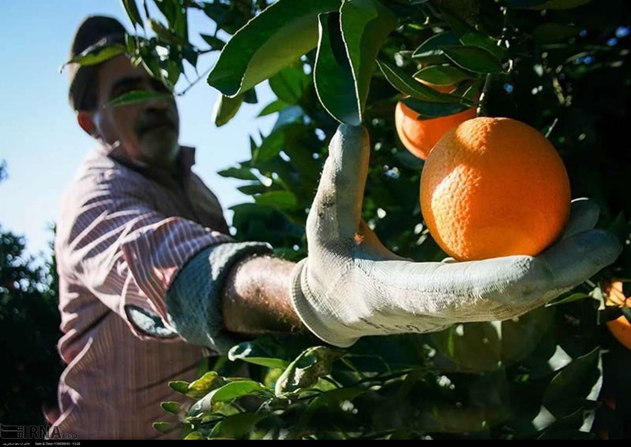 مرکبات مازندران در راه بازار جهانی/ کشاورزان باغ یکجا نفروشند