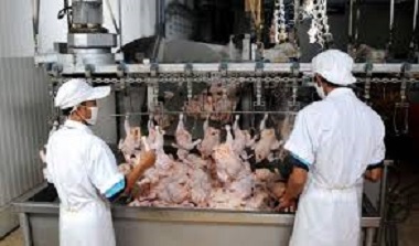 افزايش 30 درصدي توليد گوشت مرغ در چهارمحال و بختياري