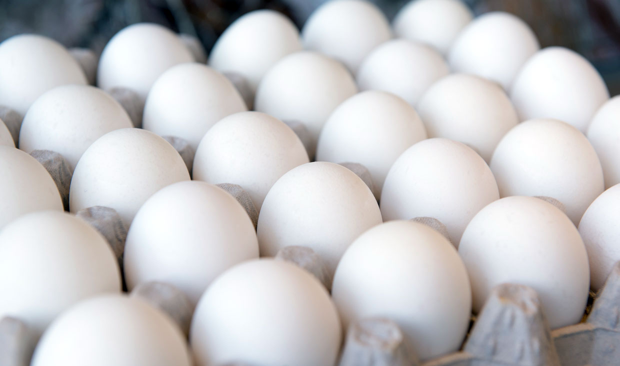 توزيع روزانه 15 تن تخم مرغ در قزوين
