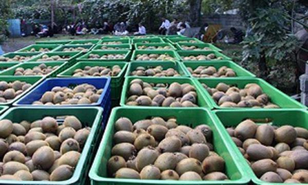 Mazandaran exports $30m kiwi Mazandaran exports $30m kiwi