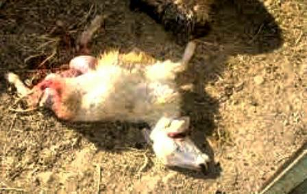 حمله 4 قلاده گرگ به گله گوسفندان در شهرستان اسفراين