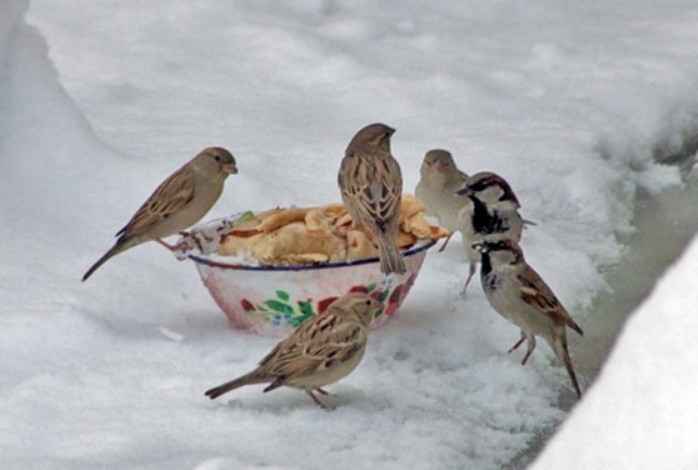 پرندگان را در زمستان هاي سرد و برفي فراموش نكنيم