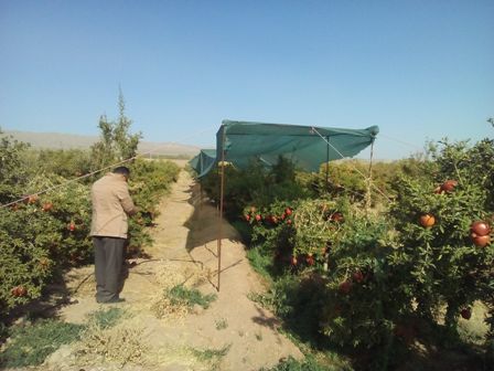 علل بروز عارضه سفیدشدگی آریل انار رقم ملس ترش ساوه در استان مركزی بررسی شد