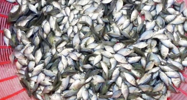 مدیر شیلات یزد: پرورش تیلاپیا در بافق از واردات اینگونه ماهی به كشور جلوگیری می كند