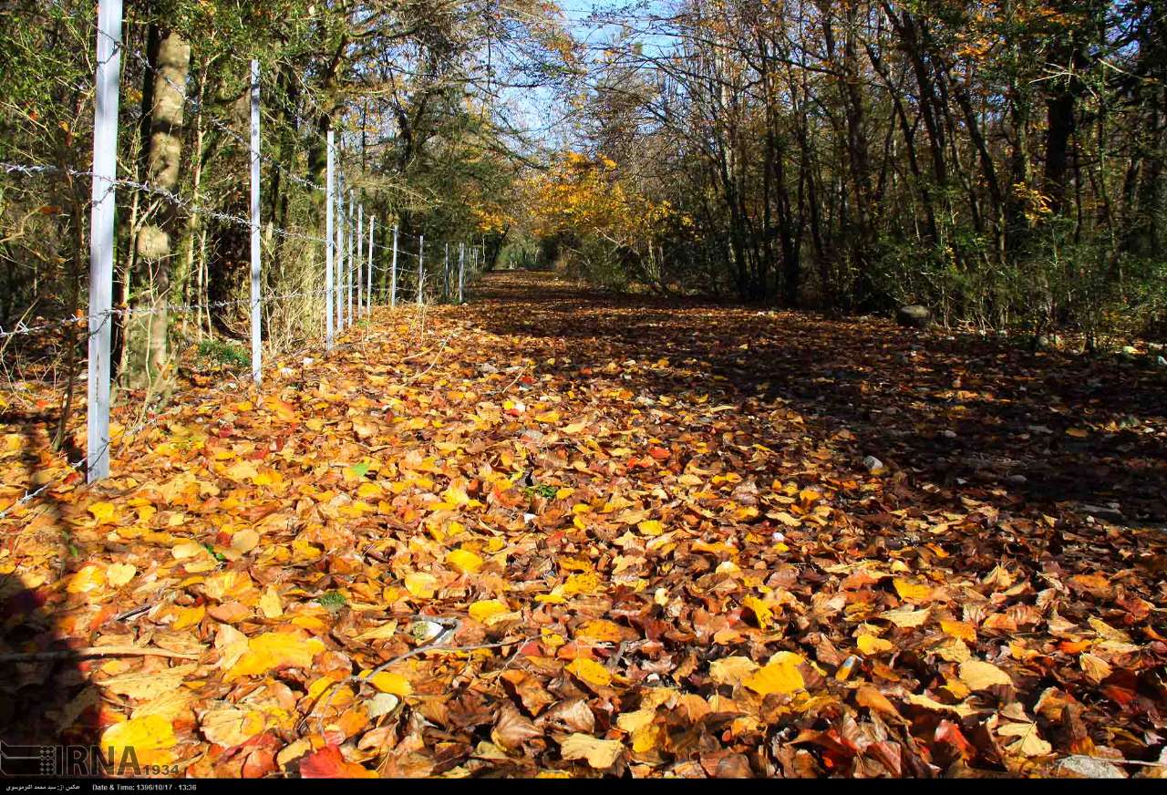 ایرنا - زیبایی های جنگل سی سنگان نوشهر در فصل زمستان