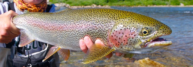 Iran ranks fourth in trout production in world Iran ranks fourth in trout production in world