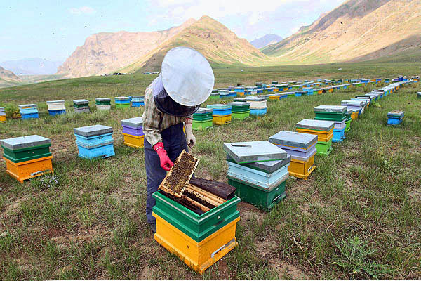 اشتغال 1800 نفر در صنعت زنبورداري قزوين