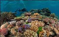 خلیج چابهار زیستگاه گونه ارزشمند آبسنگ های مرجانی