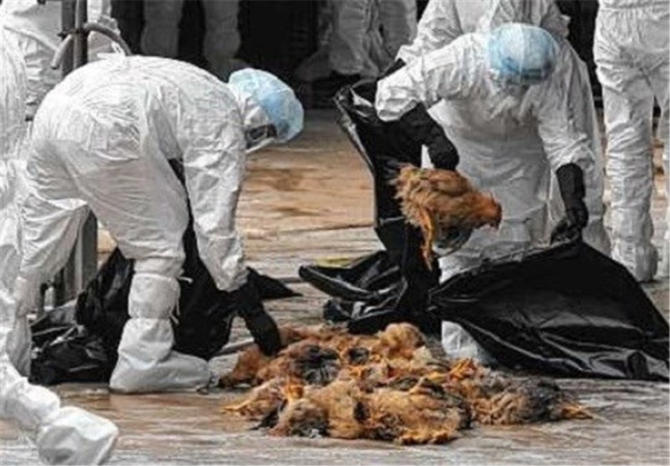 خسارت 310 میلیارد تومانی آنفلوآنزای فوق حاد پرندگان به مرغداران/  نزدیك 20 میلیون قطعه مرغ از بین رفت