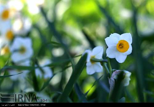 Cosecha de narciso en el sur de Irán