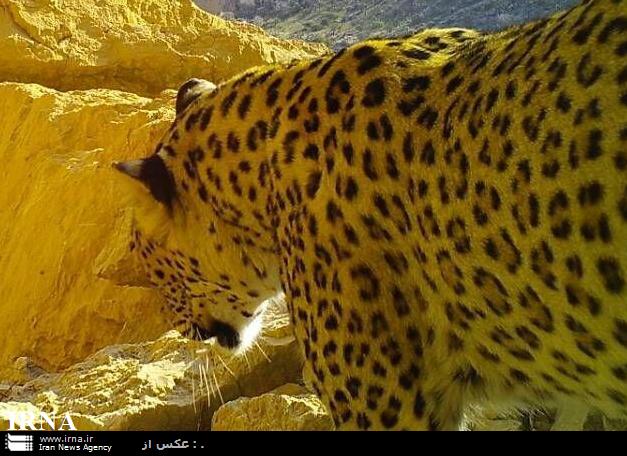 ثبت تصویر پلنگ ایرانی در كوه سیاه دشتستان ثبت تصویر پلنگ ایرانی در كوه سیاه دشتستان