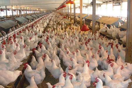 تورم تولید در مرغداری های صنعتی طی پاییز امسال رشد كرد