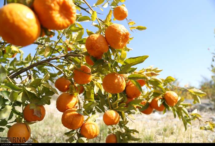 نجات طلای نارنجی هرمزگان؛ گام بلند برای تثبیت برند جهانی &laquo;نارنگی سیاهو&raquo;