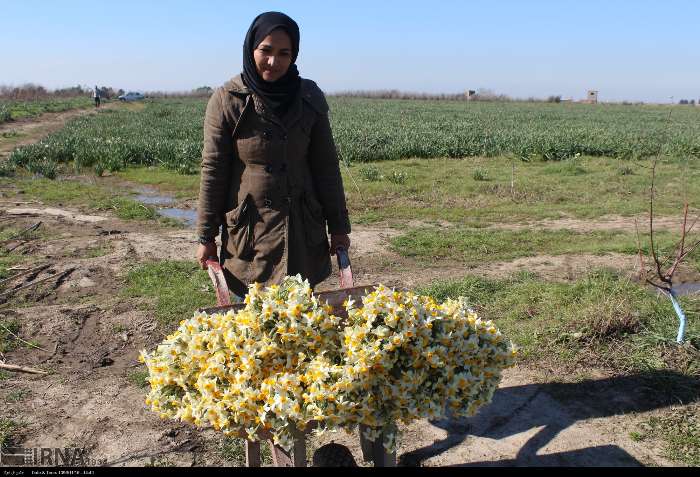 کشاورزی گلستان به‌دنبال نقش‌آفرینی در تحقق امنیت غذایی پایدار