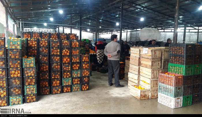 کارگاههایی که نان دلالهای مرکبات مازندران را آجر کرد!