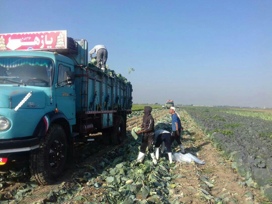 كسادی بازار ، دسترنج كشاورزان دزفول را خوراك دام كرد