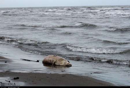 انتقال آب دریای خزر ، به حیات گونه های در معرض خطر پایان می دهد