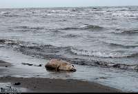 انتقال آب دریای خزر ، به حیات گونه های در معرض خطر پایان می دهد