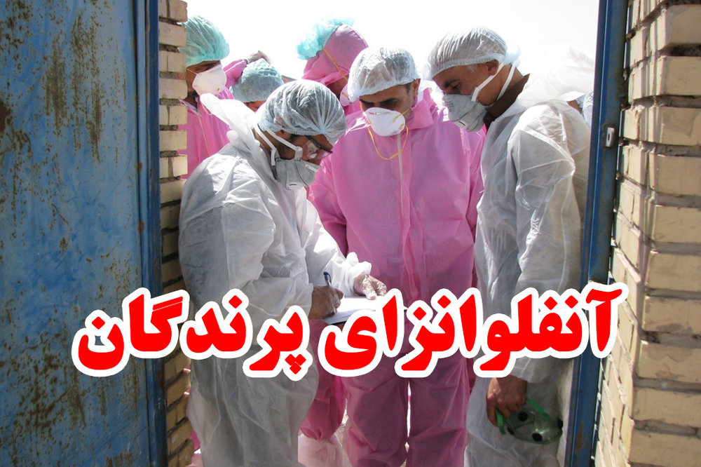 مستشار منظمة الصحة العالمية: لم تسجل حتي الان اي حالة من انتقال مرض انفلونزا الطيور الي البشر في ايران مستشار منظمة الصحة العالمية: لم تسجل حتي الان اي حالة من انتقال مرض انفلونزا الطيور الي البشر في ايران