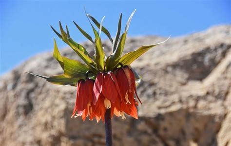 دشت لاله هاي واژگون كوهرنگ در زمستان گل نداده است