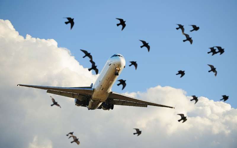 Iranian plane makes emergency landing after hitting bird Iranian plane makes emergency landing after hitting bird