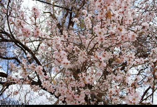 شکوفه های بهاری در آخرین ماه زمستان یزد