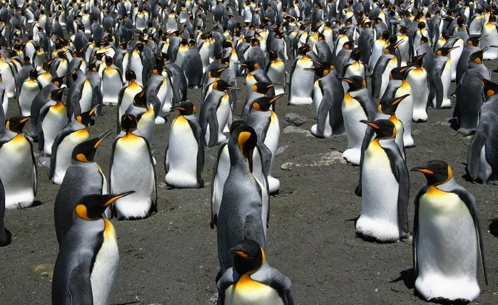 پنگوئن هاي پادشاه در دوراهي مهاجرت يا مرگ