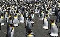 پنگوئن هاي پادشاه در دوراهي مهاجرت يا مرگ